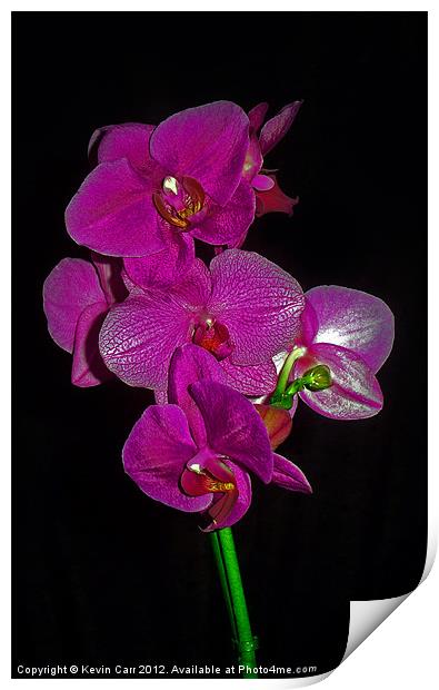 Purple Orchid Print by Kevin Carr