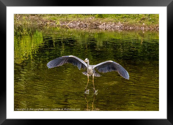 Heron landing in a city park Liverpool Framed Mounted Print by Phil Longfoot