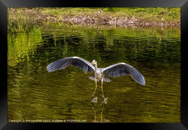 Heron landing in a city park Liverpool Framed Print by Phil Longfoot