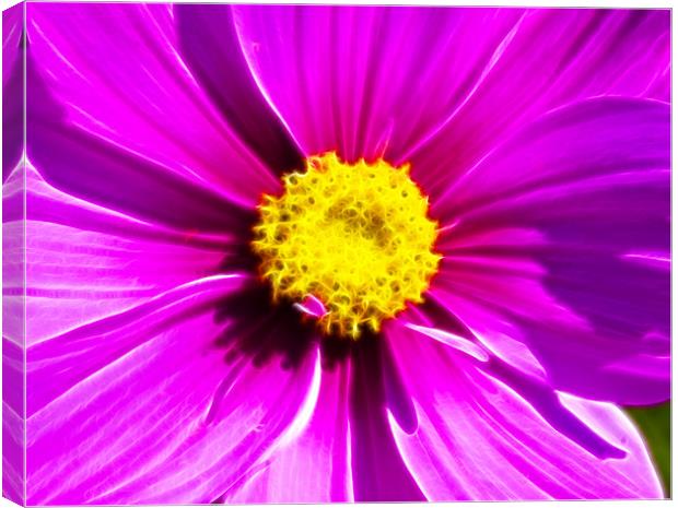 Pink Cosmos Fractals Canvas Print by David French