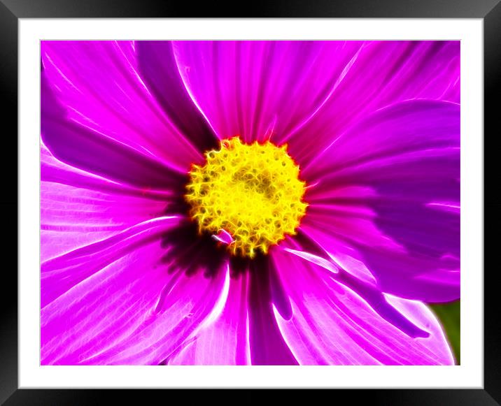 Pink Cosmos Fractals Framed Mounted Print by David French
