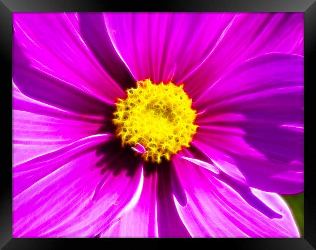 Pink Cosmos Fractals Framed Print by David French