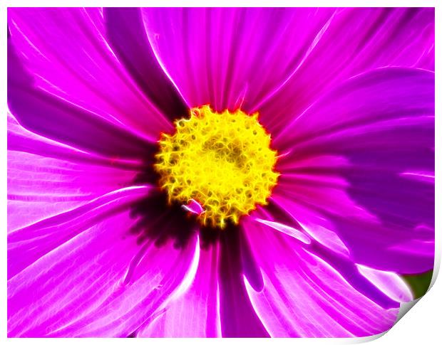 Pink Cosmos Fractals Print by David French