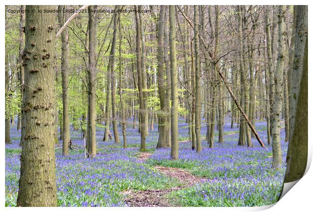 Path through the bluebells Print by Jo Sowden
