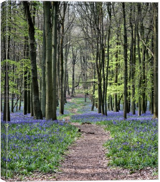 Bluebell Path Canvas Print by Jo Sowden
