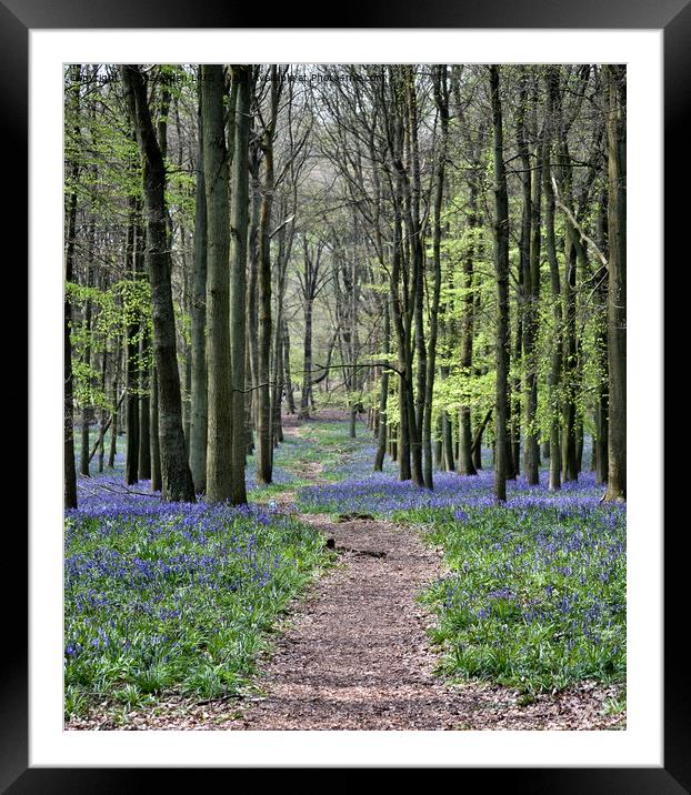 Bluebell Path Framed Mounted Print by Jo Sowden