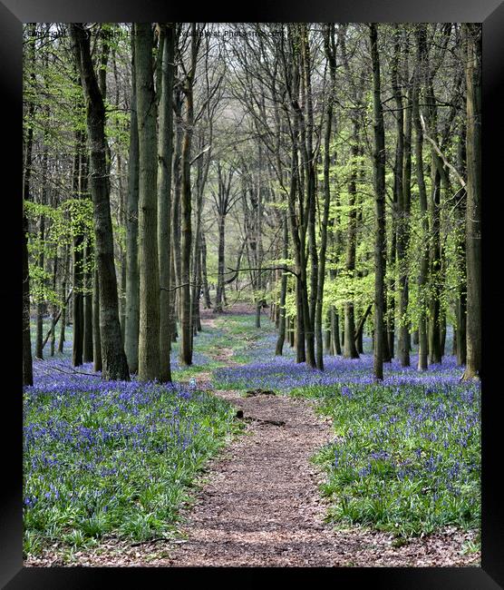 Bluebell Path Framed Print by Jo Sowden