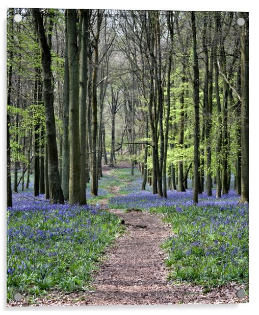 Bluebell Path Acrylic by Jo Sowden