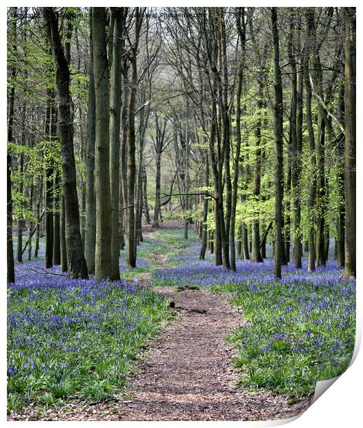 Bluebell Path Print by Jo Sowden