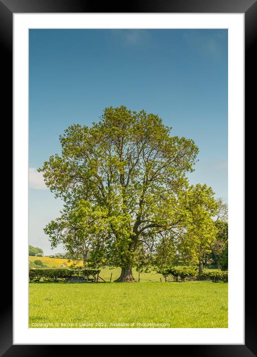 A mature Ash tree coming into leaf Framed Mounted Print by Richard Laidler