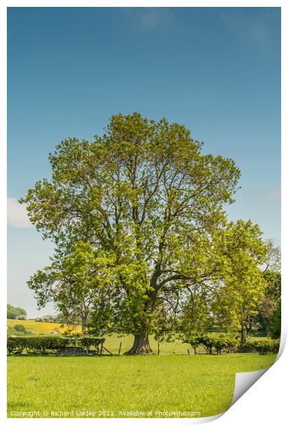 A mature Ash tree coming into leaf Print by Richard Laidler
