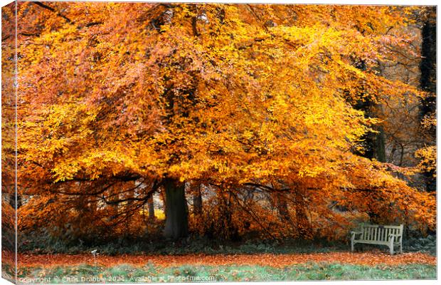 Autumn colours in Roche Abbey grounds Canvas Print by Chris Drabble