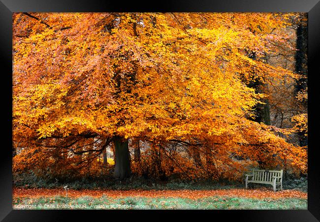 Autumn colours in Roche Abbey grounds Framed Print by Chris Drabble