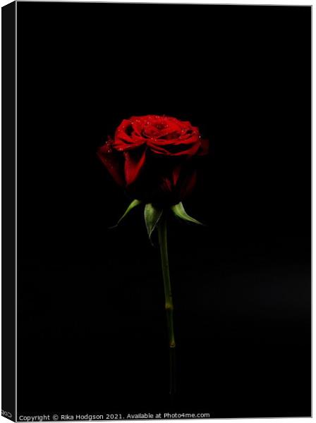 A Rose for my Love Canvas Print by Rika Hodgson