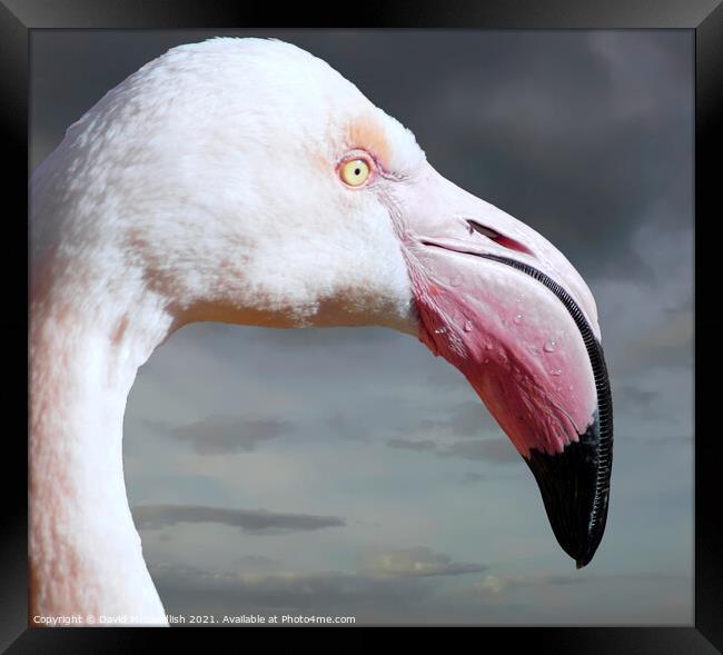 Pretty Flamingo Framed Print by David Mccandlish