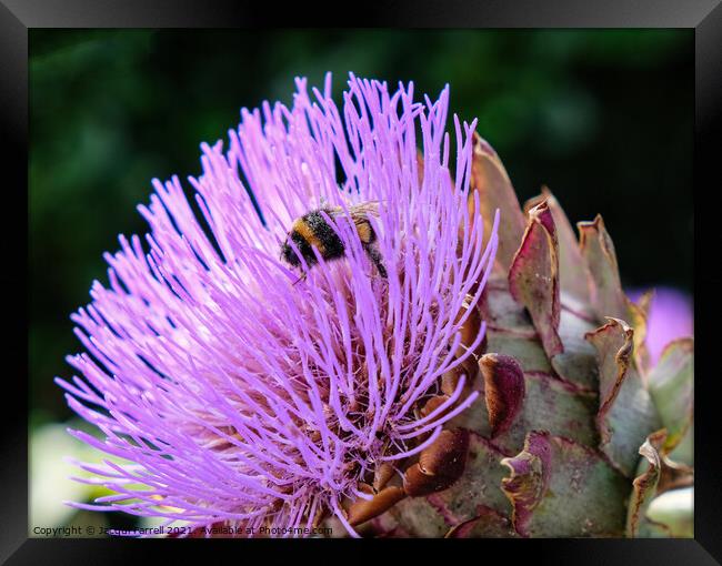Artichoke Thistle with Bee Framed Print by Jacqui Farrell