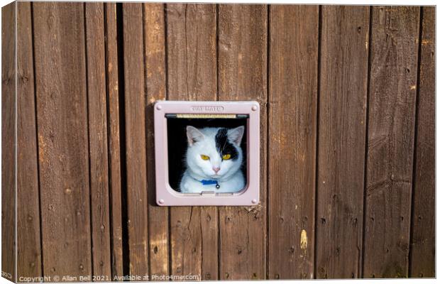 Cat Looking Out of Cat Flap Canvas Print by Allan Bell