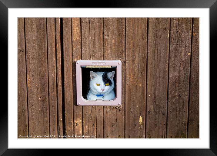 Cat Looking Out of Cat Flap Framed Mounted Print by Allan Bell