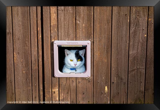 Cat Looking Out of Cat Flap Framed Print by Allan Bell