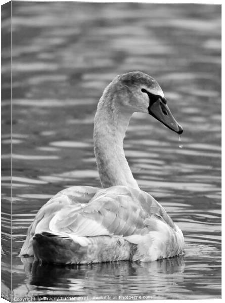 Swan Canvas Print by Tracey Turner