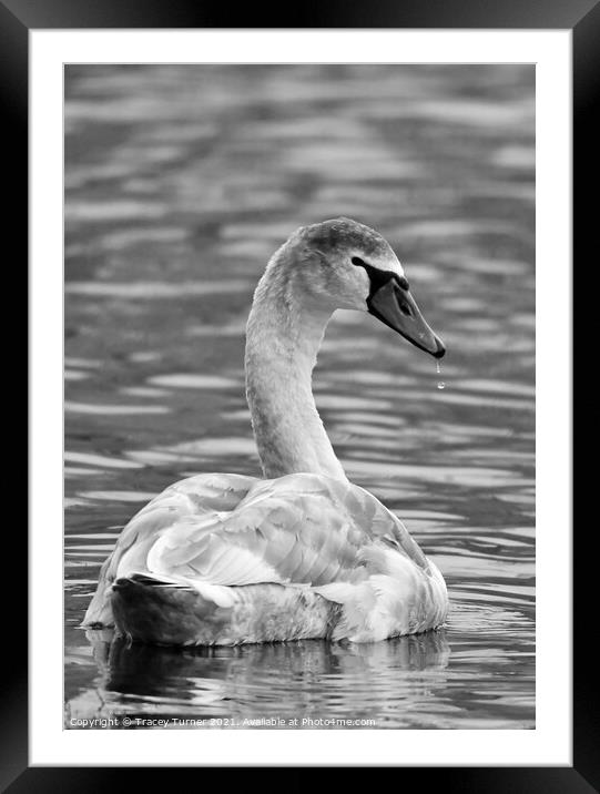 Swan Framed Mounted Print by Tracey Turner