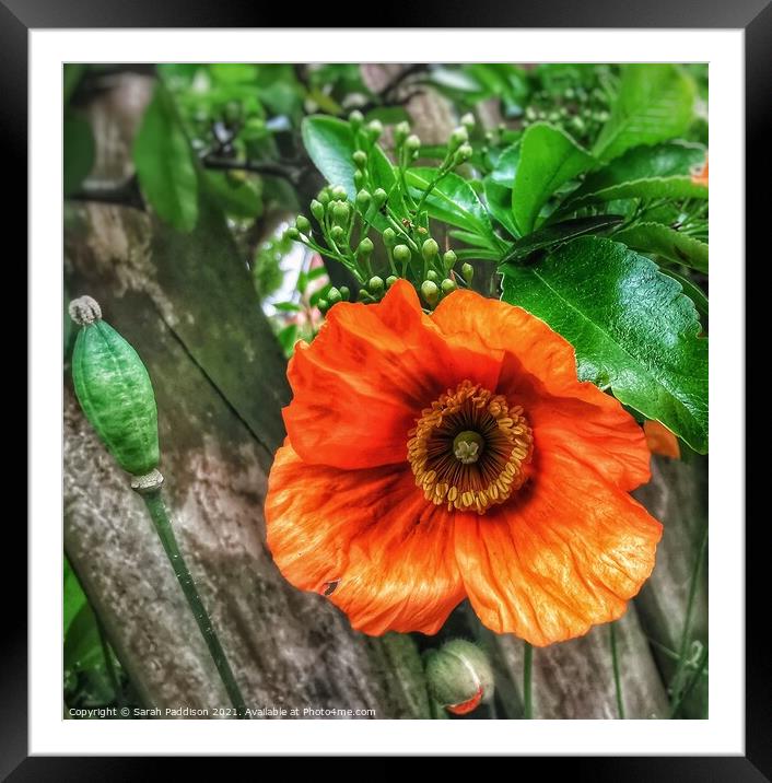 Orange flower against a wooden backgroud Framed Mounted Print by Sarah Paddison