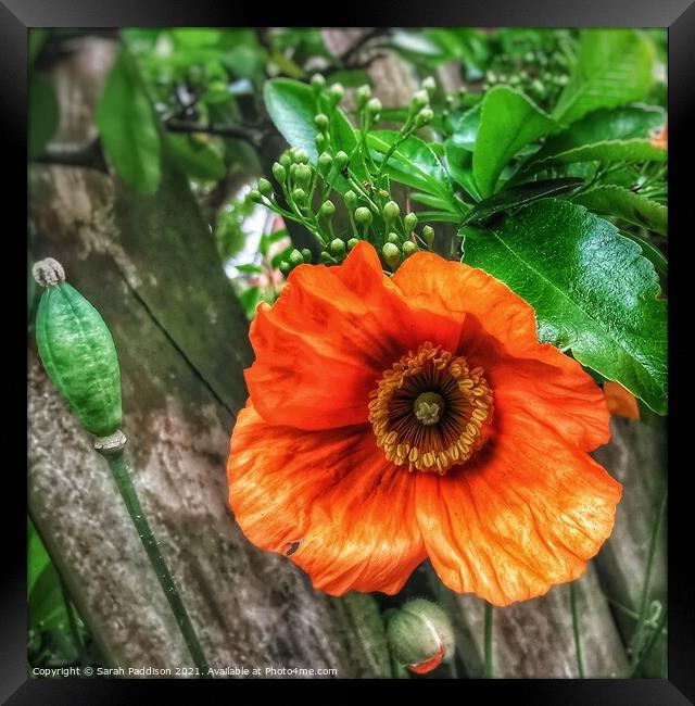 Orange flower against a wooden backgroud Framed Print by Sarah Paddison