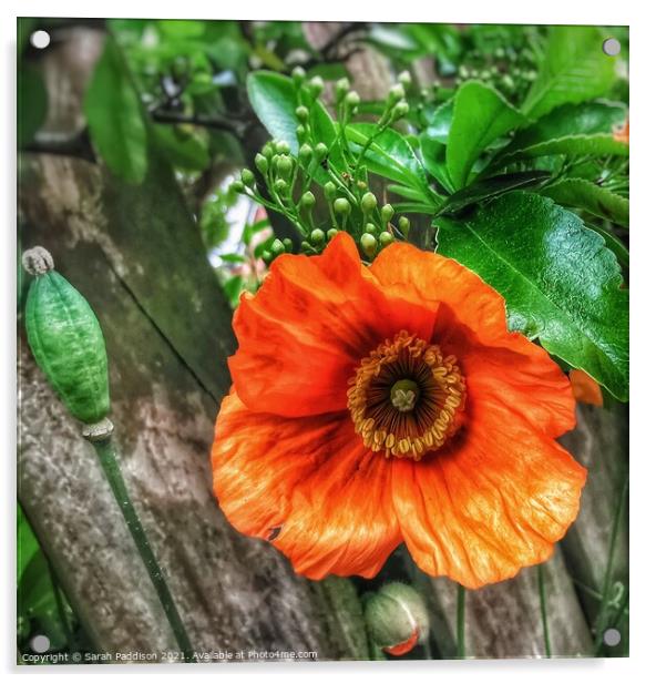 Orange flower against a wooden backgroud Acrylic by Sarah Paddison
