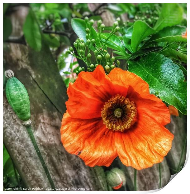 Orange flower against a wooden backgroud Print by Sarah Paddison