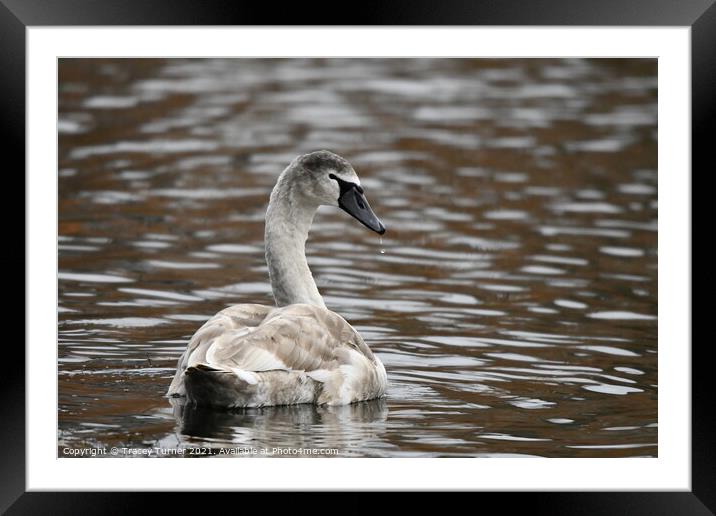 Swan Solo Framed Mounted Print by Tracey Turner