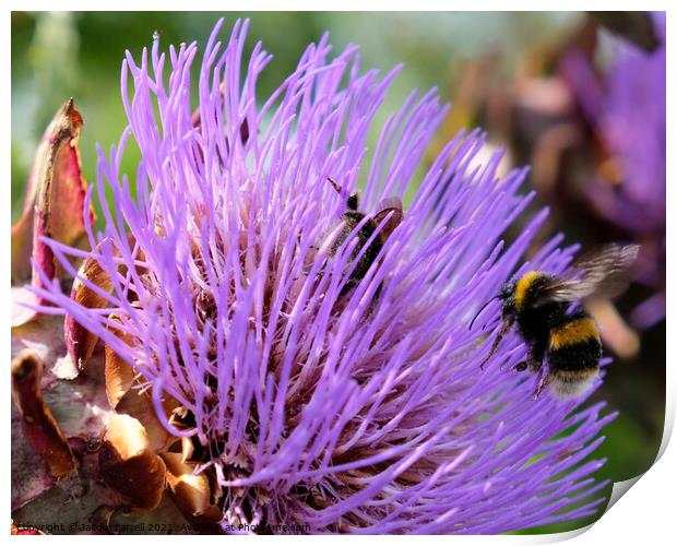 Artichoke Thistle with Bees Print by Jacqui Farrell