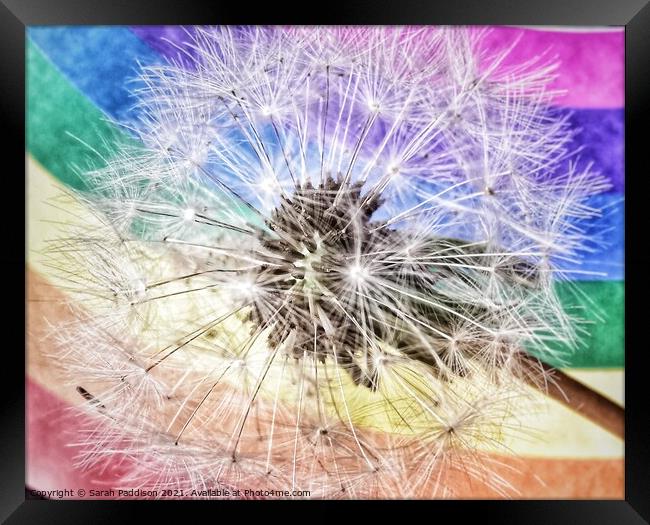 Rainbow Dandelion Framed Print by Sarah Paddison