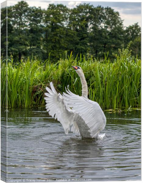 Majestic Mute Swan Preening Canvas Print by Tracey Turner