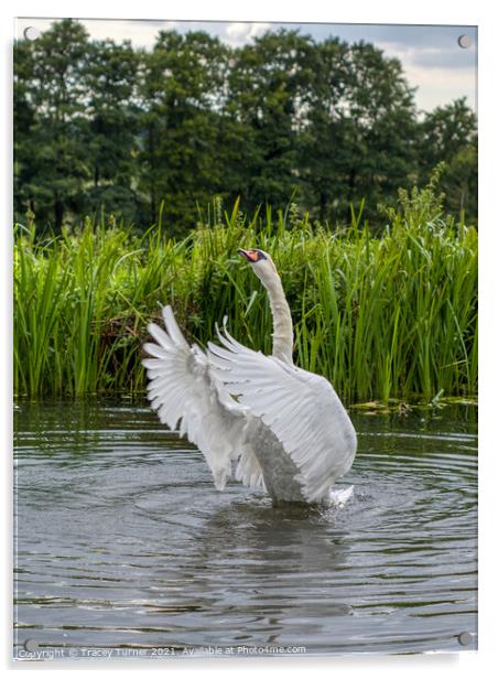 Majestic Mute Swan Preening Acrylic by Tracey Turner