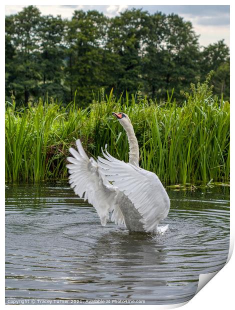 Majestic Mute Swan Preening Print by Tracey Turner