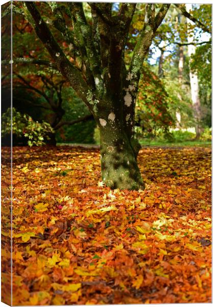 Autumnal Trees Canvas Print by Jonathan Evans