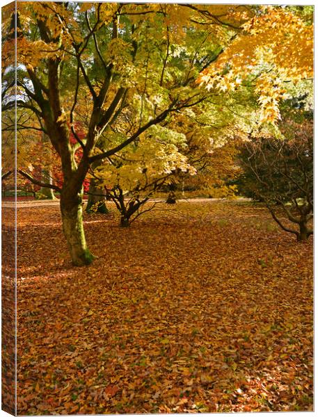 Maple trees Canvas Print by Jonathan Evans