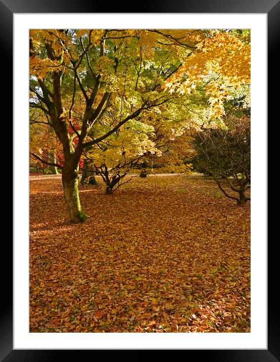 Maple trees Framed Mounted Print by Jonathan Evans