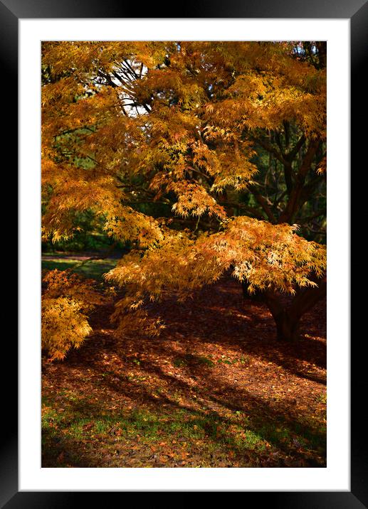 Maple trees Framed Mounted Print by Jonathan Evans