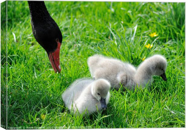 Black Swan and two young cygnets Canvas Print by Rosie Spooner