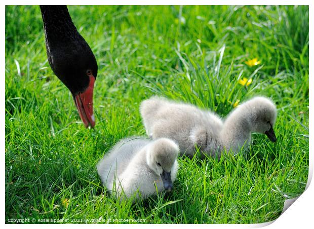 Black Swan and two young cygnets Print by Rosie Spooner