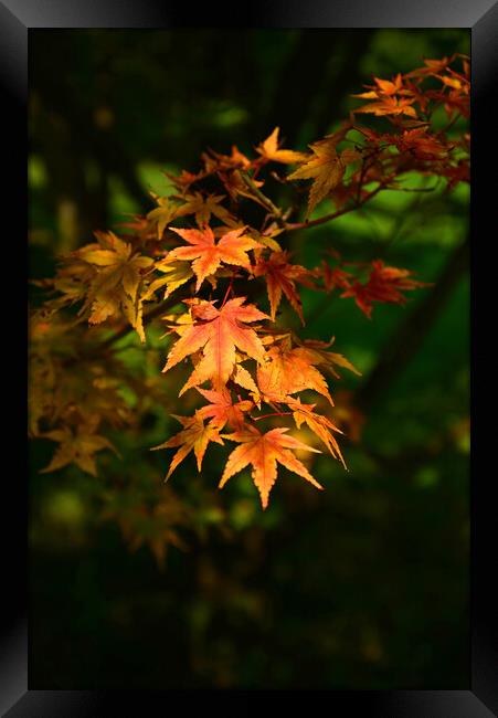 Maple Leaves in the Autumn Framed Print by Jonathan Evans