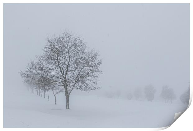 Trees in the snow Print by chris smith