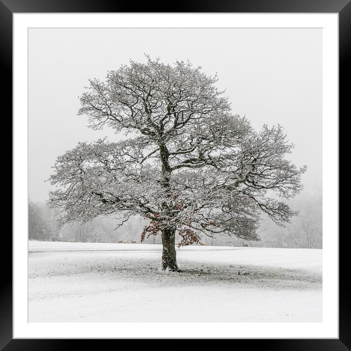 lone tree  Framed Mounted Print by chris smith