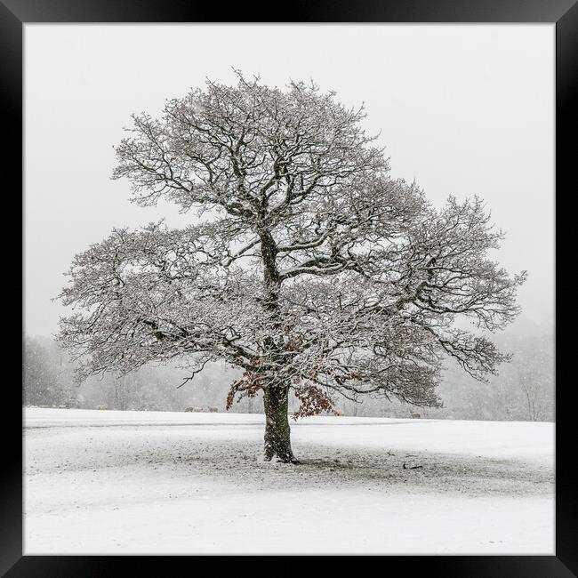 lone tree  Framed Print by chris smith