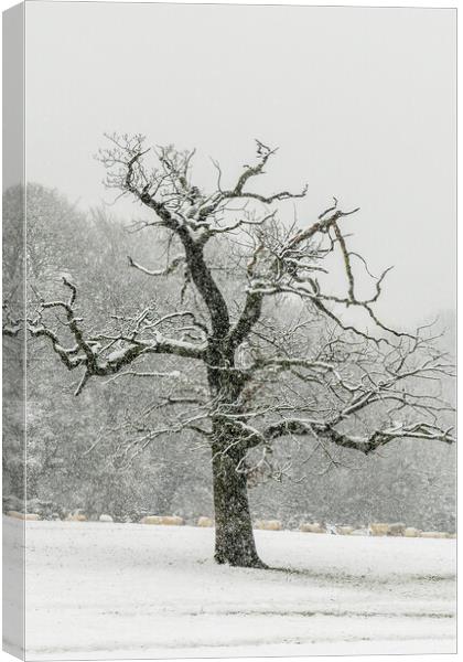 lone tree  Canvas Print by chris smith