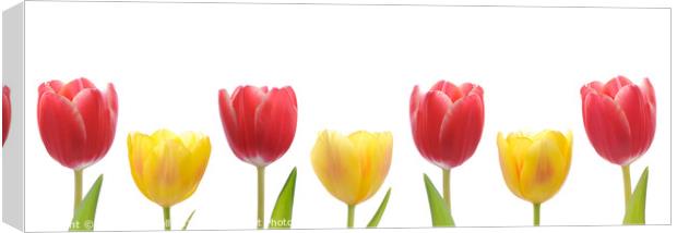 Mixed Tulips Canvas Print by Amanda Elwell