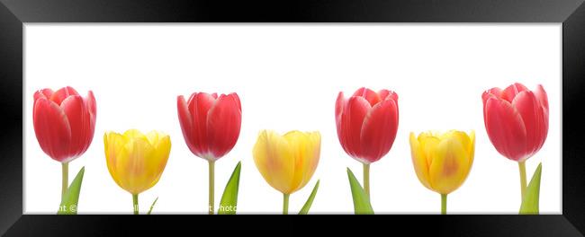 Mixed Tulips Framed Print by Amanda Elwell