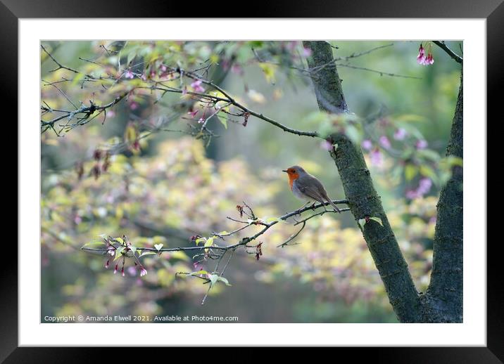 Springtime Robin Framed Mounted Print by Amanda Elwell
