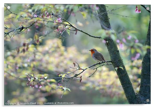 Springtime Robin Acrylic by Amanda Elwell